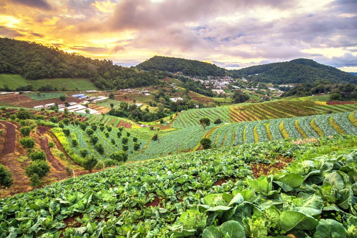 Sustainable Farming Project Image