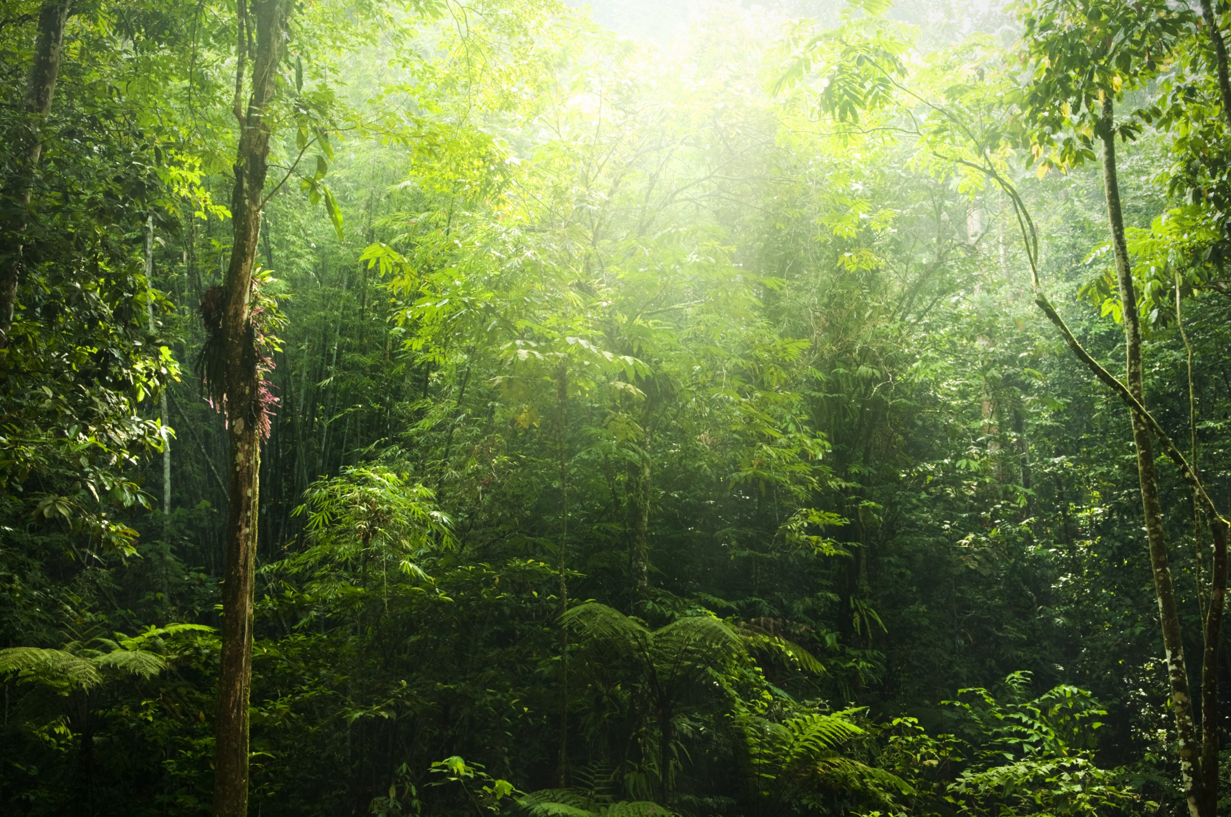 Carbon Credit Project Image