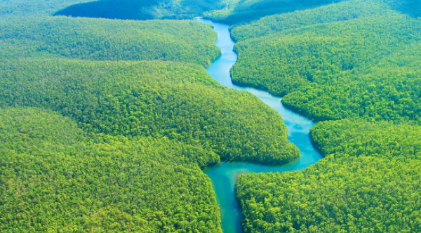Reforestation Project Image